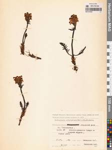 Мытник новоземельский (Hultén) Kozhevn., Сибирь, Чукотка и Камчатка (S7) (Россия)