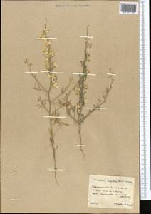 Delphinium rugulosum Boiss., Средняя Азия и Казахстан, Каракумы (M6) (Туркмения)