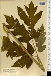 Борщевик рассеченный Ledeb., Монголия (MONG) (Монголия)