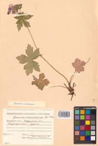 Герань плоскоцветковая Duthie, Сибирь, Дальний Восток (S6) (Россия)