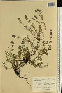 Thymus × dimorphus Klokov & Des.-Shost., Восточная Европа, Центральный лесостепной район (E6) (Россия)