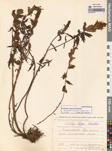 Кастиллея Павлова Rebrist., Сибирь, Чукотка и Камчатка (S7) (Россия)