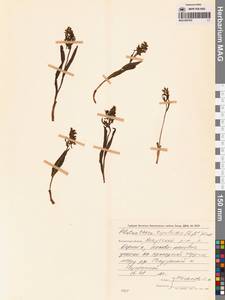 Любка комарниковая (L.f.) Lindl., Сибирь, Чукотка и Камчатка (S7) (Россия)