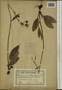Hieracium lachenalii subsp. pseudodiaphanum (Dahlst.) Zahn, Западная Европа (EUR) (Швеция)