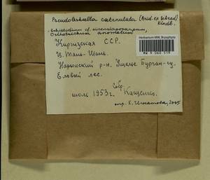 Pseudoleskeella catenulata (Brid. ex Schrad.) Kindb., Гербарий мохообразных, Мхи - Средняя Азия и Казахстан (B16) (Киргизия)