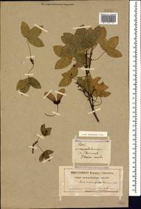 Клен грузинский (Willd.) Yalt., Кавказ, Грузия (K4) (Грузия)