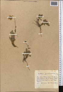 Richteria pyrethroides Kar. & Kir., Средняя Азия и Казахстан, Западный Тянь-Шань и Каратау (M3) (Киргизия)