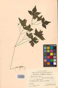 Герань Уилфорда Maxim., Сибирь, Дальний Восток (S6) (Россия)