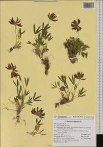 Trifolium alpinum L., Западная Европа (EUR) (Италия)
