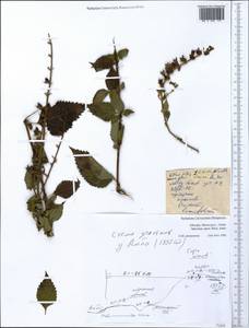Ocimum lamiifolium Hochst. ex Benth., Африка (AFR) (Эфиопия)