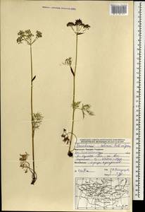 Остерикум тонколистный (Pall. ex Spreng.) Y.C.Chu, Монголия (MONG) (Монголия)