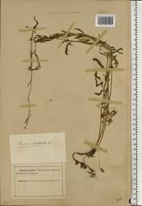 Щавель воробьиный, Щавелек L., Восточная Европа, Северный район (E1) (Россия)