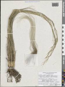 Ковыль днепровский Klokov ex Prokudin, Восточная Европа, Центральный лесостепной район (E6) (Россия)