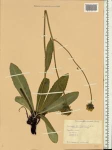 Trommsdorffia maculata (L.) Bernh., Восточная Европа, Центральный лесостепной район (E6) (Россия)