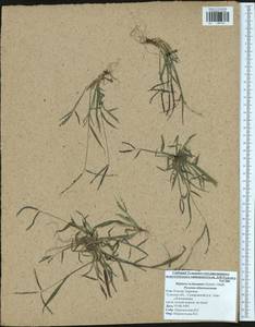 Росичка обыкновенная (Schreb.) Muhl., Восточная Европа, Центральный район (E4) (Россия)