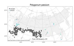 Polygonum patulum, Спорыш отклоненный, Горец отклоненный M. Bieb., Атлас флоры России (FLORUS) (Россия)