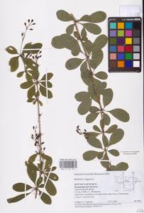 Барбарис обыкновенный L., Восточная Европа, Центральный район (E4) (Россия)