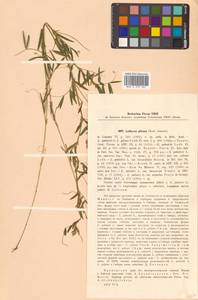 Lathyrus palustris subsp. palustris, Сибирь, Дальний Восток (S6) (Россия)