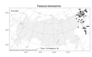 Festuca brevissima, Овсяница укороченнейшая Jurtzev, Атлас флоры России (FLORUS) (Россия)