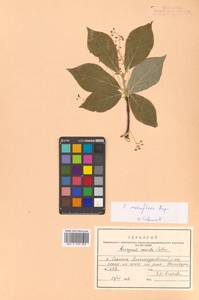 Бересклет сахалинский (F.Schmidt) Maxim., Сибирь, Дальний Восток (S6) (Россия)