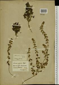 Лагопсис приземистый (Steph. ex Willd.) Ikonn.-Gal., Сибирь, Прибайкалье и Забайкалье (S4) (Россия)