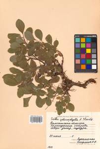 Ива клинолистная, Ива клиновидная A. K. Skvortsov, Сибирь, Чукотка и Камчатка (S7) (Россия)
