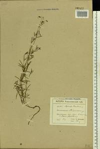 Cynanchica tinctoria (L.) Fourr., Восточная Европа, Северо-Украинский район (E11) (Украина)