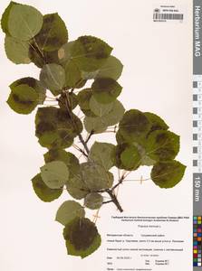 Тополь дрожащий, Осина L., Сибирь, Чукотка и Камчатка (S7) (Россия)