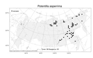 Potentilla asperrima, Лапчатка сильношероховатая Turcz., Атлас флоры России (FLORUS) (Россия)
