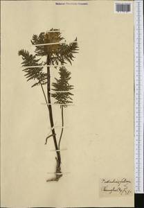 Pedicularis foliosa L., Западная Европа (EUR)