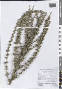 Verbascum pulverulentum Vill., Западная Европа (EUR) (Испания)