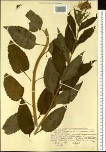 Крестовник дубравный L., Сибирь, Западная Сибирь (S1) (Россия)