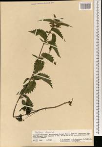 Urtica dioica subsp. sondenii (Simmons) Hyl., Монголия (MONG) (Монголия)