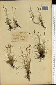 Осока приземистая Willd. ex Wahlenb., Восточная Европа, Центральный лесостепной район (E6) (Россия)