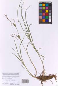 Осока мохнатая, Осока коротковолосистая L., Восточная Европа, Московская область и Москва (E4a) (Россия)