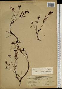 Phedimus middendorfianus subsp. middendorfianus, Сибирь, Дальний Восток (S6) (Россия)