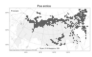 Poa arctica, Мятлик арктический R.Br., Атлас флоры России (FLORUS) (Россия)