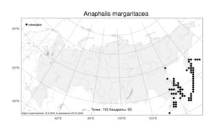 Anaphalis margaritacea, Анафалис жемчужный (L.) Benth., Атлас флоры России (FLORUS) (Россия)