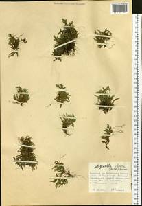 Плаунок наскальный (L.) Spring, Сибирь, Дальний Восток (S6) (Россия)