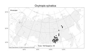 Oxytropis sylvatica, Остролодочник лесной (Pall.) DC., Атлас флоры России (FLORUS) (Россия)