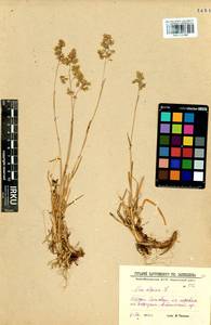 Мятлик альпийский L., Сибирь, Прибайкалье и Забайкалье (S4) (Россия)