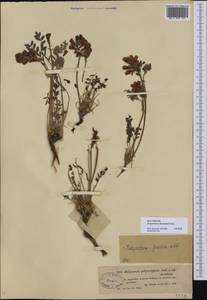 Hedysarum schellianum Knjaz., Средняя Азия и Казахстан, Муюнкумы, Прибалхашье и Бетпак-Дала (M9) (Казахстан)