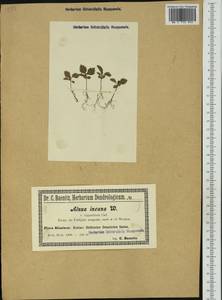 Ольха серая (L.) Moench, Западная Европа (EUR) (Польша)