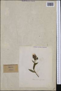 Pulmonaria officinalis L., Западная Европа (EUR) (Италия)