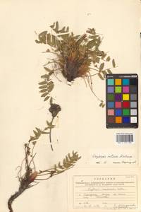 Остролодочник притупленный Matsum., Сибирь, Дальний Восток (S6) (Россия)