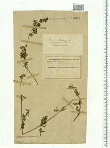 Подмаренник мягкий L., Восточная Европа, Северный район (E1) (Россия)