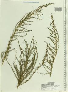 Nitrosalsola laricina (Pall.) Theodorova, Восточная Европа, Нижневолжский район (E9) (Россия)