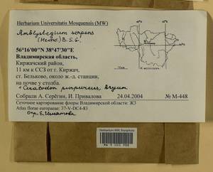 Amblystegium serpens (Hedw.) Schimp., Гербарий мохообразных, Мхи - Центральное Нечерноземье (B6) (Россия)