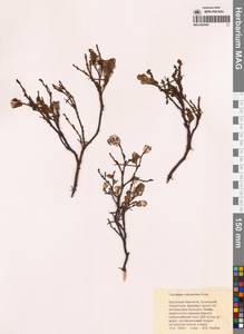 Голубика обыкновенная вулканическая (Kom.) Alsos & Elven, Сибирь, Чукотка и Камчатка (S7) (Россия)