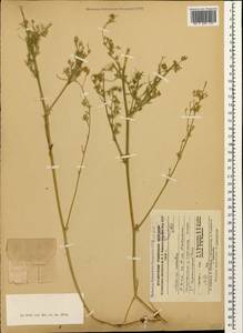 Medicago lessingii Fisch. & C.A.Mey. ex Kar., Кавказ, Ставропольский край, Карачаево-Черкесия, Кабардино-Балкария (K1b) (Россия)